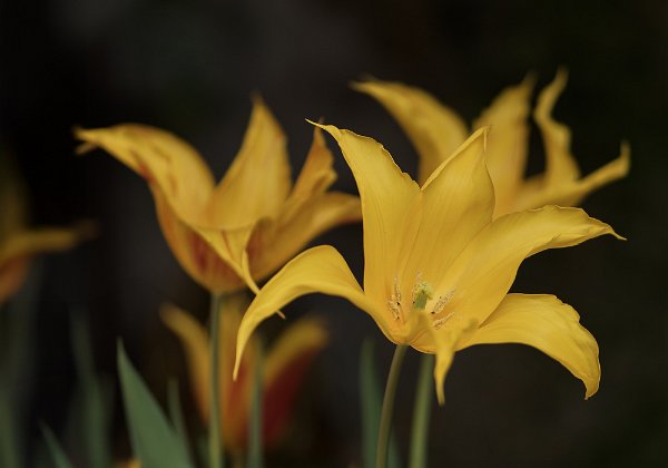Flower Portraits