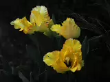 P4051412