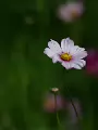 _DSC1339-NEF-20160720-DxO_DeepPRIME-2