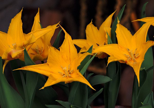 Genny's garden