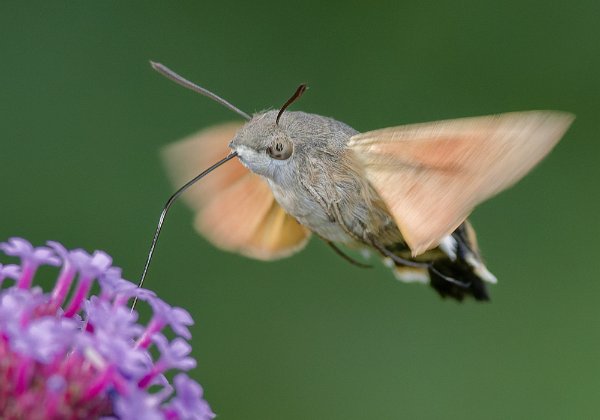 Moths